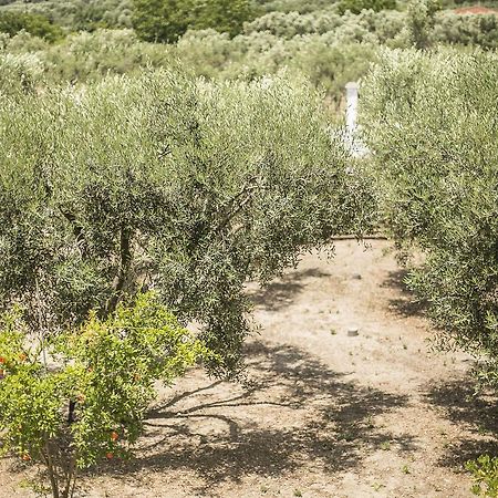 Olive Tree Apartments Fourka Exteriér fotografie